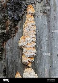 Image result for Pycnoporellus alboluteus