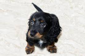 Wire haired dachshund for sale ireland. Long Haired Dachshund Your Complete Guide To The Breed