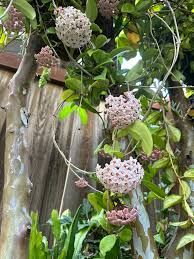Image result for hoya plant flower