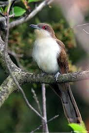 Big Black Birds In Ohio Black Billed Cuckoo Wikipedia The Free Encyclopedia Birds Beautiful Birds Bird Life List