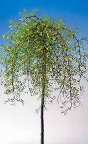 We have discussed several hybrids available for. Weeping Trees Trees With Weeping Branches Pendulous Trees