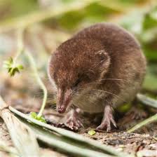 The shrew infestation problem may ruin your harvest in several days. Shrewz Team Pu Shrew