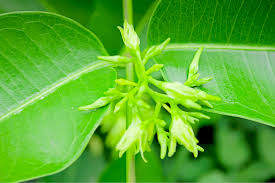 Image result for Cryptolepis