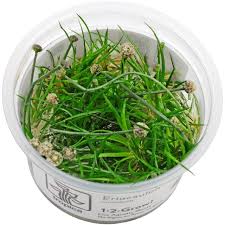 Image result for Eriocaulon cinereum