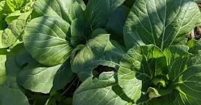 MRDG Growing Asian Vegetables in Your Garden