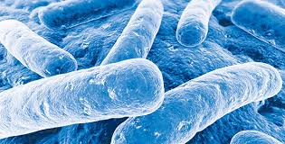 Image result for Clostridium