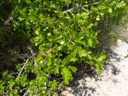 Image result for Haplocoelum