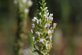 Image result for Hebenstretia