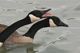 Electronic scare devices come prerecorded with the sounds of these predators. Controlling Canada Geese An Annual Struggle For Wildlife Workers The Star
