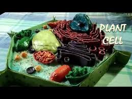 Maybe you would like to learn more about one of these? 3d Model Of Plant Cell Using Recyclable Materials Youtube