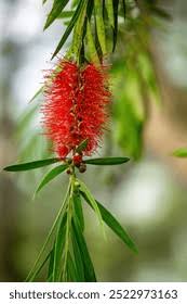 Image result for Melaleuca leucadendron