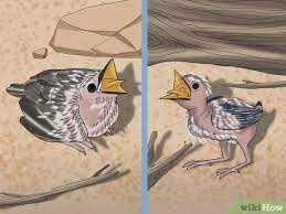 3 Ways To Release Wild Baby Birds Wikihow