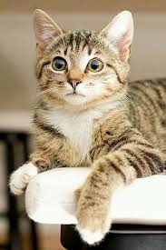 Pin By Meral Yonden Yasar On My Love For Cats In 2020 Cute Cats And Dogs Cute Cats Dog Cat