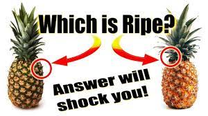 The fruit must be at room temperature before this test. How To Tell If Pineapple Is Ripe When Is It Ripe Pineapples Completel Ripe Pineapple Pineapple Pinneapple