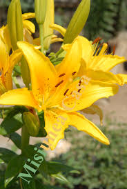 Tablouri crini lila 2520 dimensiuni: Crinul Lilium I Misiunea Casa