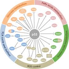 > bioten gel curatare ten normal/mixt, 150 ml. P53 And Metabolism From Mechanism To Therapeutics Oncotarget