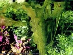 Image result for Aponogeton desertorum