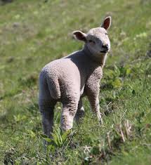They can reflect your style or interests, or their breed or personality. Words That Rhyme With Orange Purple Silver And Month