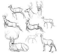 Pin On Deer