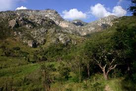 Image result for Synsepalum chimanimani