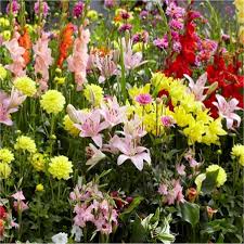 Beds and borders may be designed in either informal or formal styles. Special Deal Ten Established Instant Impact Cottage Garden Plants Full Of Buds And Flowers Hardy Perennials Perfect For Beds And Borders Special Deals Garden Plants