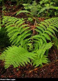 Image result for Cycnium filicalyx