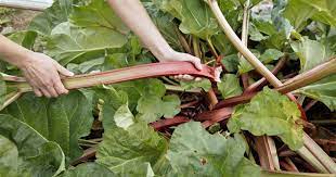 Check spelling or type a new query. Rhabarber Ernten So Wird S Gemacht Mein Schoner Garten