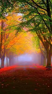 4k ultra hd earth/nature wallpapers. Wallpaper Park 5k 4k Wallpaper 8k Autumn Beautiful Leaves Trees Nature 12400