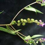 Image result for Polygala persicariifolia