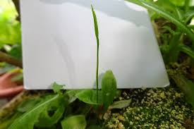 Image result for Ophioglossum reticulatum