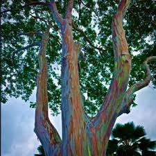This means that the tree is a humid tropical grower and as such can be grown outdoors only in south and coastal central florida. Seeds Bulbs Rainbow Eucalyptus Rainbow Gum Tree Eucalyptus Deglupta Seeds Startupacademy Md