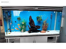 toplu satis 400 litre ithal akvaryum ve balik ilanda son bir hafta sahibinden comda 920458343