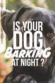 We did not find results for: Dog Barking At Night Helping Dogs Sleep Preventing Early Waking