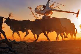 Helicopter Mustering Cattle Station Outback Australia Australia Australian Icons