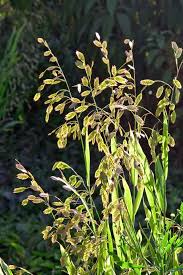 Image result for Chassalia parvifolia