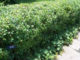 We did not find results for: Ribes Alpinum Alpine Currant Sunnyside Gardens