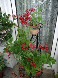 Pelargonium X Ardens Garten Geranien Fuchsie