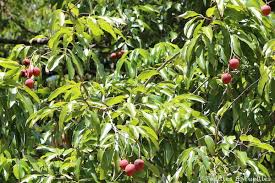 Le jardin de pamplemousse est un jardin mythique, jardin incontournable pour tout visiteur de l'ile maurice. Le Jardin De Pamplemousses Ile Maurice