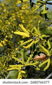 Image result for Fabaceae subfamily Mimosoideae