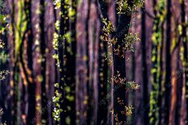 Image result for Eucalyptus sp.