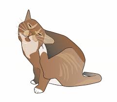 The problem of flea allergy. Flea Allergy Dermatitis In Cats Vca Animal Hospital