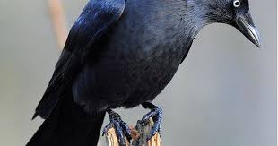 Black Bird With Red Spots On Neck Lots Of Shades Of Black Black Face Blue White Eyes Grey Neck Light Black Belly With Spots Blue Black Wings And Tail Jackdaw Bird Photography Black Bird