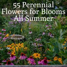 Learn about the best performers for a bold end to the season, now on gardeners path. 55 Perennial Flowers That Bloom All Summer Gardening