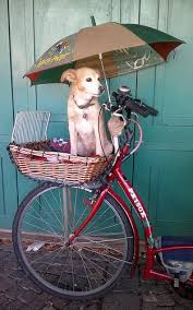 Charlie In The Basket Under His Umbrella Mit Bildern Hundetransport Maus Haustier
