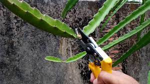 Check out our dragon fruit plant selection for the very best in unique or custom, handmade pieces from our craft supplies & tools shops. Dragon Fruits Garden How To Growing And Pruning Red Dragon Fruits Youtube