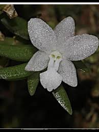 Image result for Microcoelia stolzii