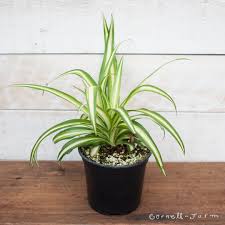 Image result for Chlorophytum silvaticum