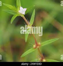 Image result for Hexasepalum sarmentosum
