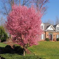 Kwanzan japanese cherry tree in bloom. Kwanzan Cherry Tre20411 27 95 Buy Cheap Vegetable Seeds Flower Seeds Sweet Pea Seed Potato Seeds And Rose Trees Online Seedsdiscount