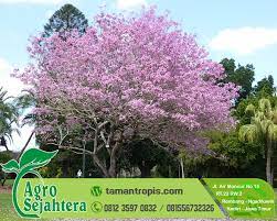 Paling suka dengan tanaman lavender asli. Jual Bunga Tabebuya Di Surabaya